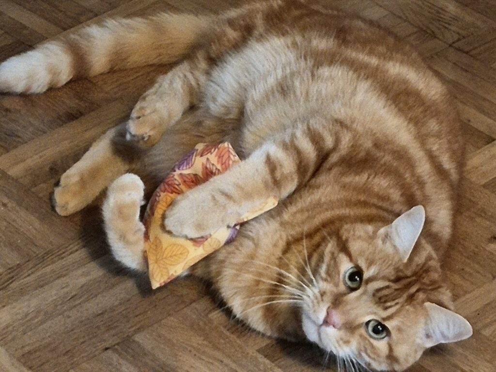 Katze